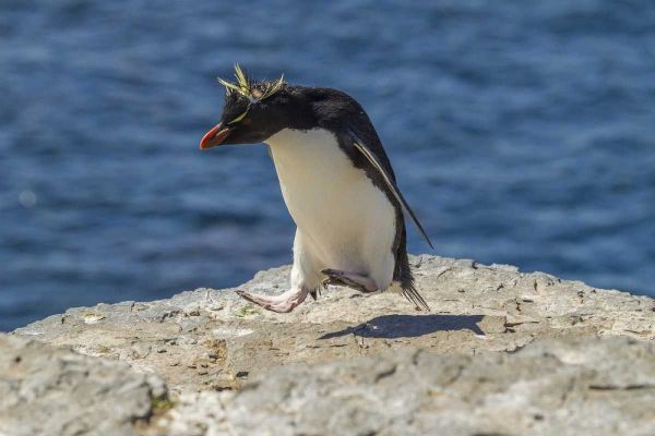 Bleaker Island Rockhopper penguin hopping